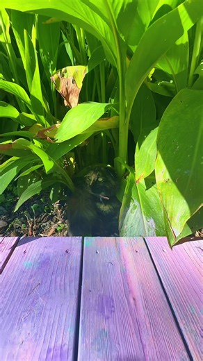 DarkWinterFire (@darkwinterfire)’s videos with (Can't You) Trip Like I Do - Filter & The Crystal Method