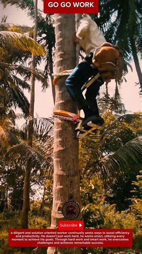 Adjustable Palm Tree Climbing Device for Safe Coconut Harvesting in Tropical Farms