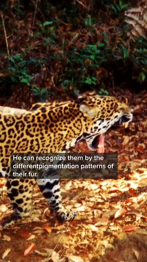 Hidden Camera Captures Jaguar Footage In The WIld | Real Wild