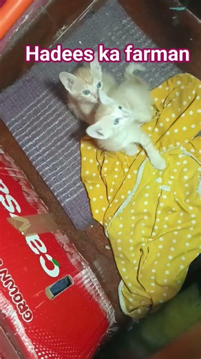 islamic stories #allha #deen #billi ghar me bachhe de#matlab#billi#cat#kitten