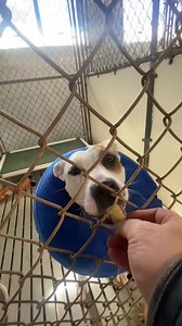 Fridays Future Forever Friends ❤️ | Humane Society of Forsyth County, GA