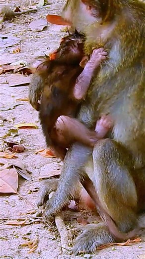 #baby #money #aniamals #babymonkey #newborn #newbornbabymonkey...! MONKEY LOVE