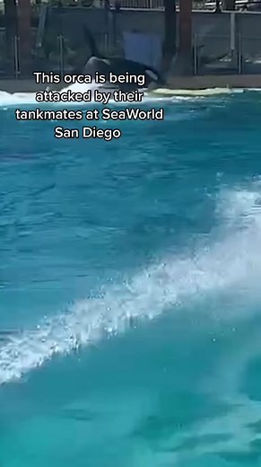 BREAKING: Orcas ATTACKED their tankmates at SeaWorld! The eyewitness stated, “We all immediately saw blood soaking the water which triggered my nine-year-old daughter to start crying.”