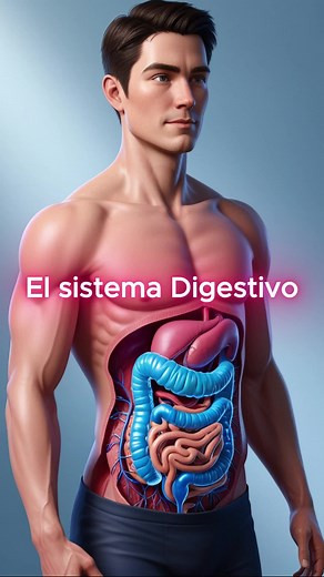 El Sistema Digestivo #Digestivo #sistema #sistemadigestivo #anatomia #cuerpohumano #cuerpo #tiktokuni #Udg #Enfermeria #Medicina