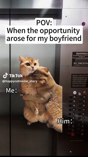 Relatable Cat Memes About Boyfriend Dynamics