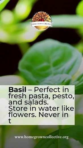 Maximize summer herb longevity with professional storage protocols. Our agricultural specialists recommend precise techniques for basil, cilantro, and mint preservation to maintain optimal flavor profiles.  Implement these industry-standard methodologies to ensure your culinary botanicals retain peak freshness and nutritional integrity throughout the season. #HerbPreservation #Farm2Table | Home Grown Collective | Facebook