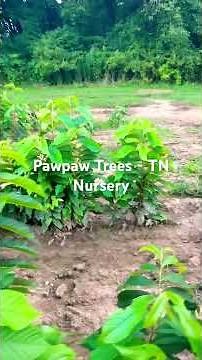 Why Paw Paw Trees is Americas Best Kept Fruit Secret #pawpawtrees #tnnursery #nativeplants