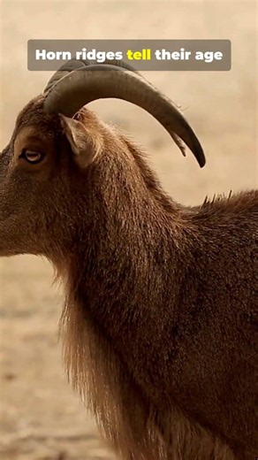 Rams: 20s of Wild, Horn-Smashing Truth #facts #scientificjourney #funfacts #animals #wildlife