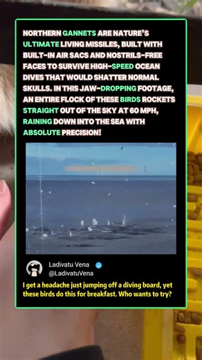 Why These Birds Are Literally LIVING Missiles! 🐦 #Nature #Wildlife #Ocean