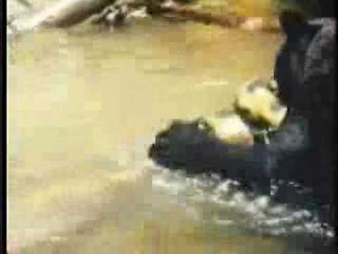 Jaguar escapes Anaconda then Kills and Eats it!