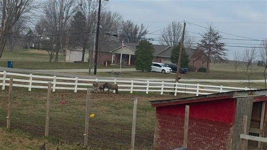 miniature donkeys & LGD playing in the pasture #minidonkey #LGD #j&cfarmhouse #hobbyfarm