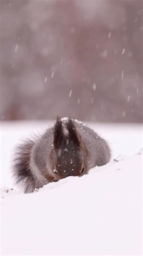 A red squirrel in the falling snow ❄️🐾🥹 such a beautiful species to film in winter ❤️ Follow for more wildlife 🎥 #wildlife #wildlifephotography #photography #winter #squirrel | Hannah Stitfall