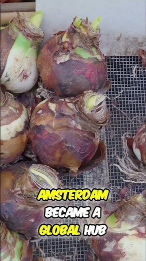 Netherlands : Dutch Golden Age: Amsterdam's Rise Through Global Trade