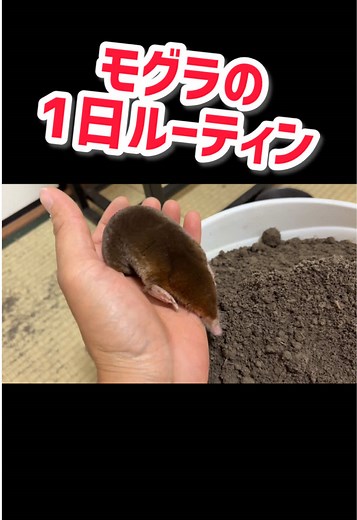 モグラのかわいい1日ルーティンPart①