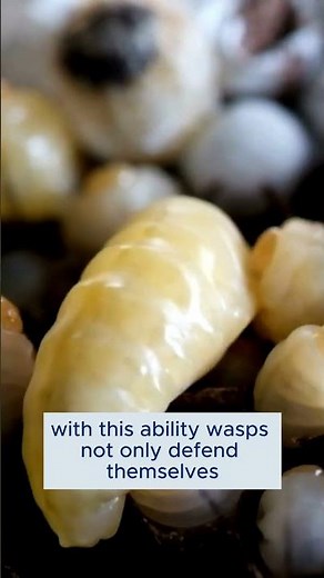 "The Stinging Sting of a Wasp – The Secret of Its Venom and Its Nest Defense Strategy"