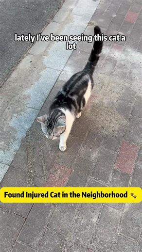 Injured Cat Rescue: Importance of Neutering and Care