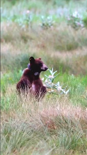How to Safely Watch Bears in Yosemite 🐻 | Keep Wildlife Wild