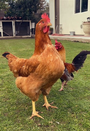 The Ultimate Chicken Protector: A Feathered Friend's Love