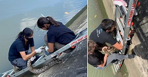 Python rescued from drainage pipe at Senoko after 3.5-hour operation by Acres