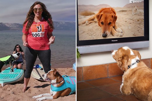 New TV streaming service launched specifically for DOGS