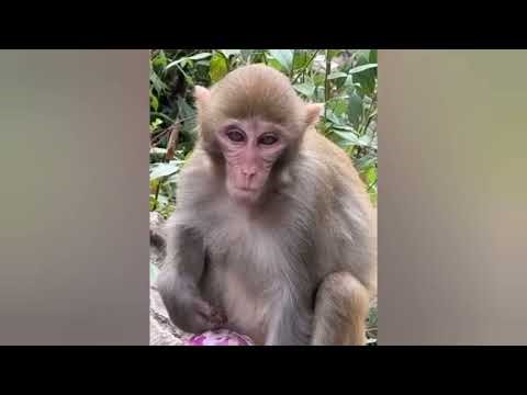 Try not to laugh 😂 Top 100 funniest videos of all time: memes, epic fails part 1