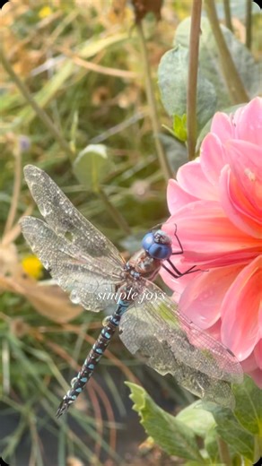 19K views · 3K reactions | Give me a field of flowers, hands in the dirt, and sounds of bees in the air…. and I’m a happy gal.  . . . . . #dahlias #flowers #growflowers #pollinators #cottagegarden #urbanfarming #flowerfarmer #flowerfarm #gardening | Micro Flower Farm | Facebook