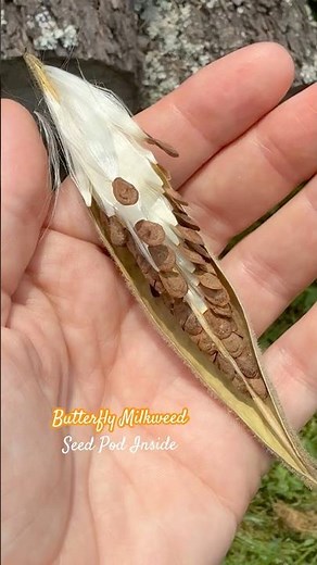 Inside Milkweed Seed Pod
