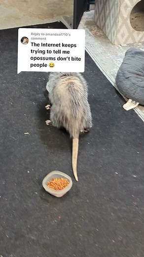 Lily The Skunk on TikTok