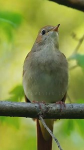 Powerful Nightingale Singing Sound