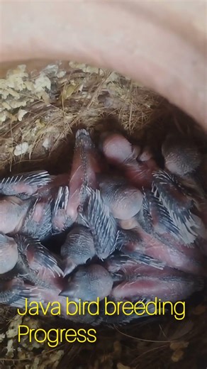 bird lover couple #java birds # java pakhir breeding#javasparrow #java finch.....