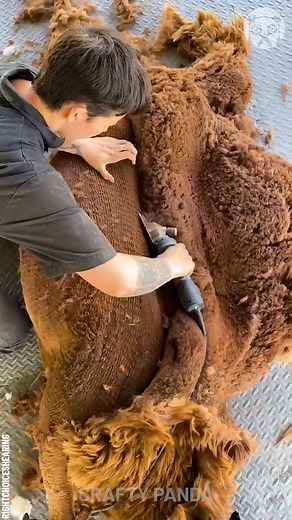 2.9M views · 18K reactions | Satisfying process of overgrown sheep shearing Partner: Right Choice Shearing: youtube.com/channel/UC2YvLBsduOMcStpJbZav-mw | Crafty Panda | Facebook