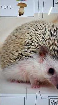 Le hérisson 🦔 Fiche documentaire