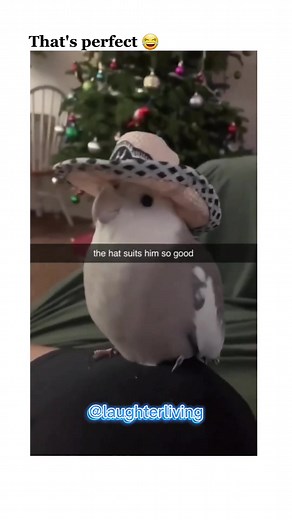 He is a Natural 😂🤠 #birds #birdsoftiktok #funnybirds #funnyanimals #meme