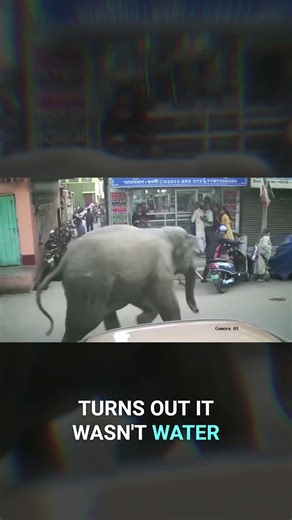 Snake on a Motorcycle! Wild Footage You Must See