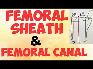 Femoral Sheath & Femoral Canal (in hindi) | Femoral Ring | Anatomy | Lower Limb