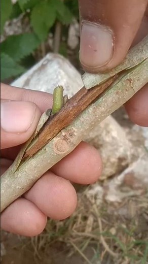 Easy TREE Grafting Methods You Can Try at Home Now?