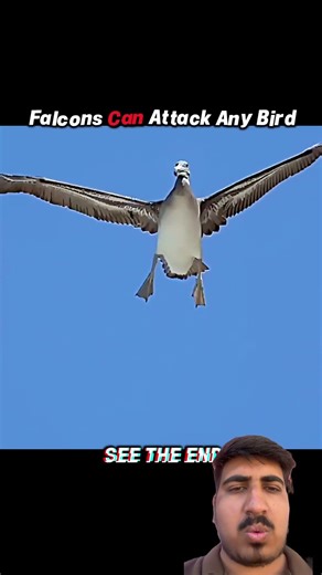 Falcon Attacks VS Eagle #funny #turtlewatching #animals #wildliferescue #birds #wildlifeentertainmen