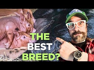 Choosing the Right BREED Of Pigs For Your Farm