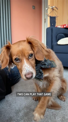 My Dog Gets Revenge #shorts #couplecomedy #funnydogs