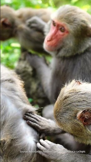 The Life of Formosan Rock Macaques