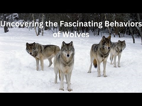 Uncovering the Fascinating Behaviors of Wolves