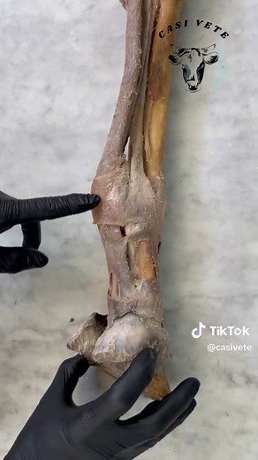 Retináculos flexores en la anatomía equina