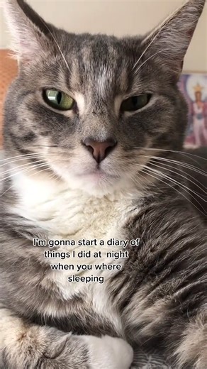 I feel zero bad! #Tommy #fyp #catlife #catsoftiktok #zero #bad #toot #theauthorities #cattok #inside #catlover #funny #deardiary #cathumor #cattitude #thatface | Catheaven5