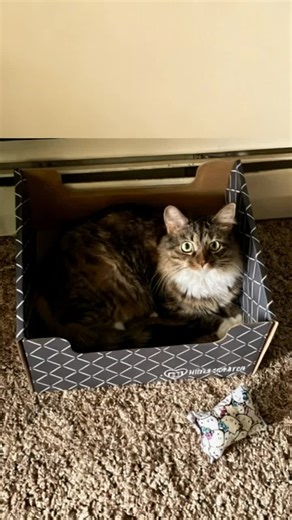 Almost-Friday focus: alert ears, wide eyes, and a Hide & Scratch HQ—this curious cutie’s got that toy under surveillance. Who else has a feline on box patrol today? 🐱📦✨ From this kitty's owner: ⭐⭐⭐⭐⭐