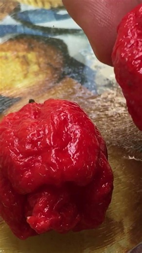 I grew the hottest pepper in the world: Carolina Reaper
