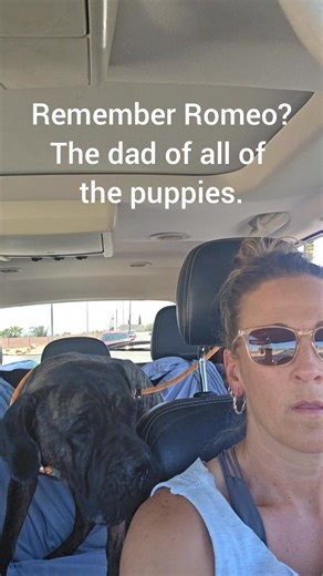 2.5K views · 82 reactions | Romeo is a 3-year-old Cane Corso Mastiff mix who’s ready to start his new chapter! We helped him out of a tough situation, got him fully vetted, and now he’s healthy, happy, and waiting for a forever (or foster) home. Big-hearted and handsome, Romeo is just looking for someone to love him back. Adoptanimalnetwork@gmail.com to meet him. | Animal Network | Facebook