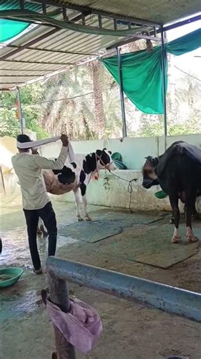 Artificial insemination kaise kare ai kaise kare ai gun load kaise kare pregnancy diagnosis abssemen