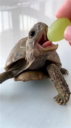 Small to Big Animals | Crab, Turtle & More