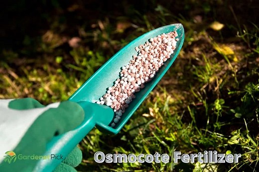 Osmocote Fertilizer (10 Things U Should Know)
