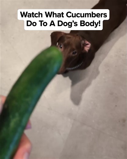 🐶💥 Think you know everything about your dog's health? So did I—until Dr. Marty opened my eyes. This 1-minute quiz will transform how you care for your dog’s health and lifespan. Get your dog’s custom Canine Health Profile now 👉 lnk.to/MartyQuiz | Dr. Marty Pets